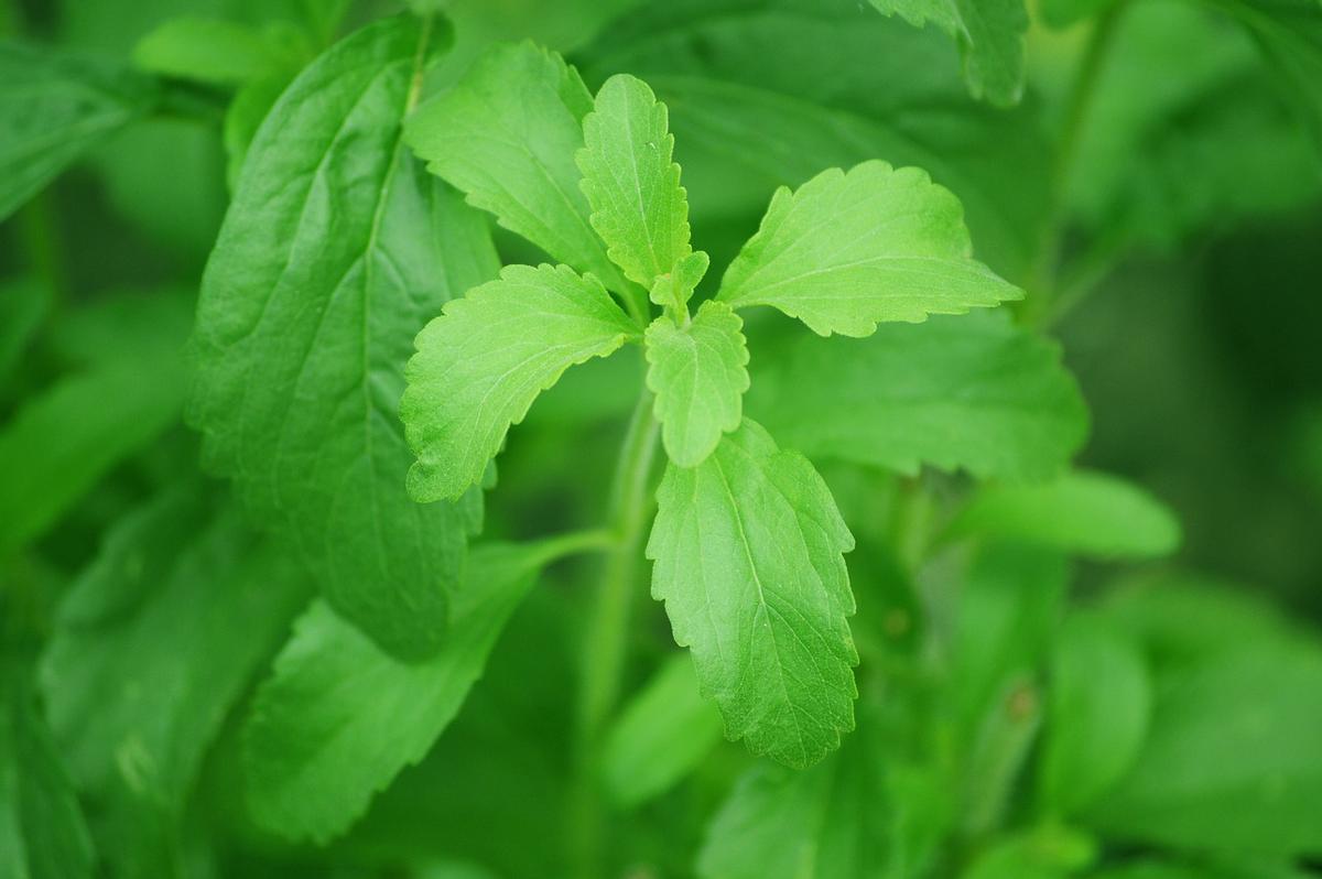 Cómo cultivar stevia en casa: estos son los cuidados que necesita la planta más dulce.
