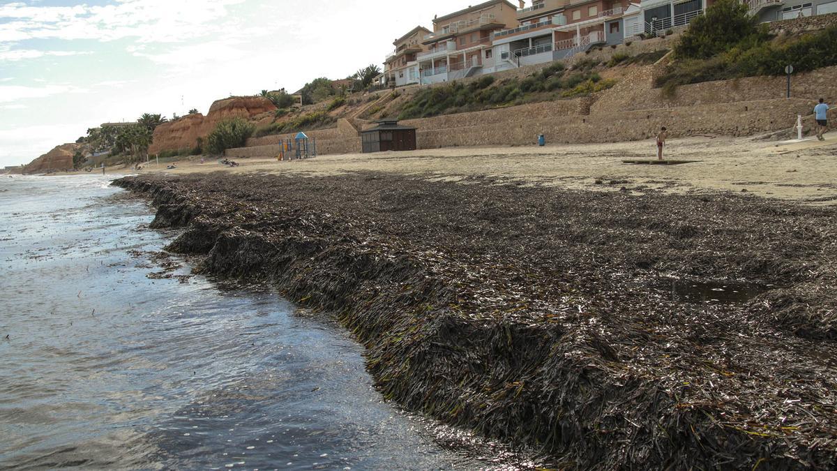 Las alpacas de posidonia funcionan como un potente adhesivo que retiene la arena en la orilla y que de otra manera sería desplazada tierra adentro o hacia el mar por la acción del viento y la resaca