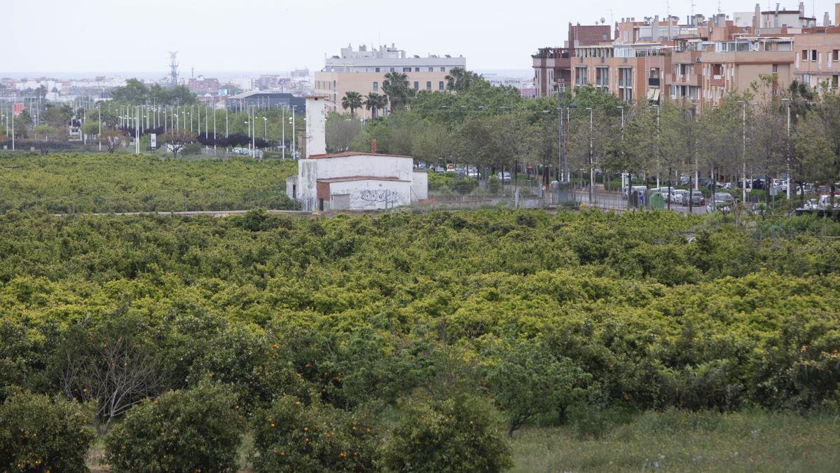 Campos de naranjos frente a la urbanización Norte Palancia en Sagunt.