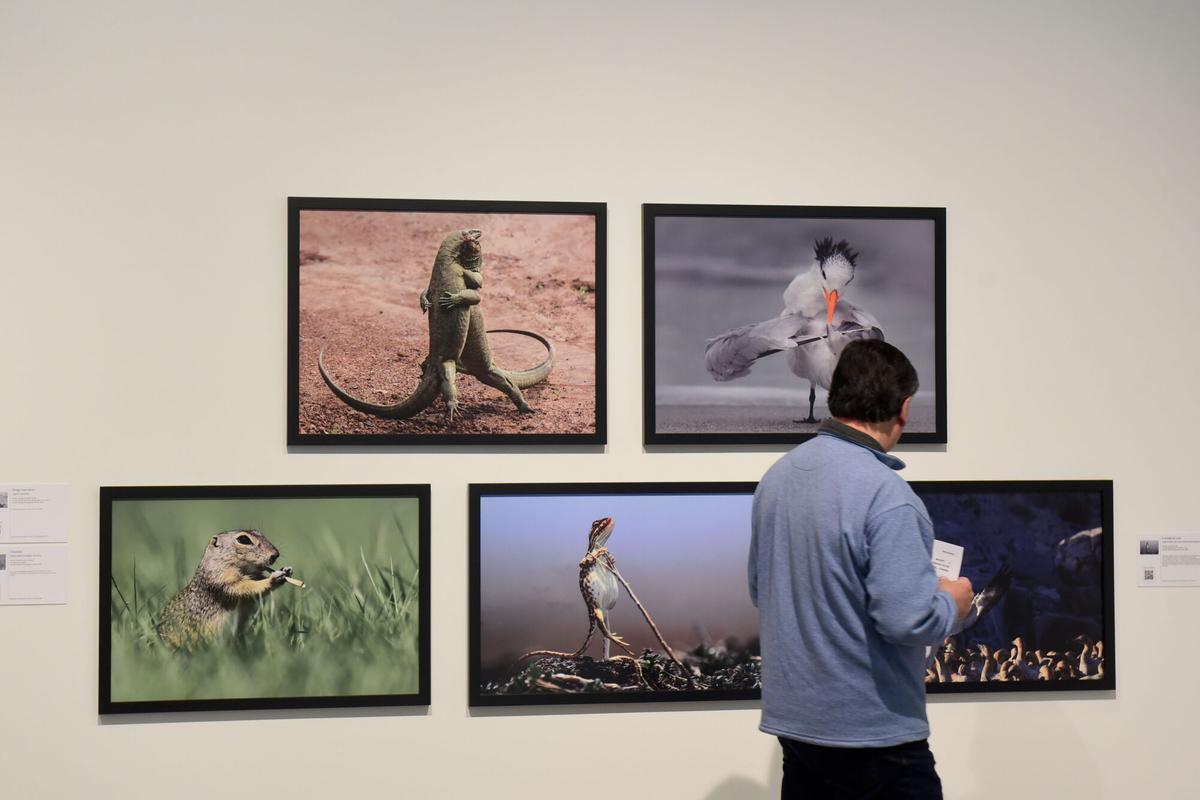 La sede de Afundación de A Coruña expone más de 70 fotografías que muestran diferentes especies de animales con una mirada cómica La sede de Afundación de A Coruña expone más de 70 fotografías que muestran diferentes especies de animales con una mirada cómica