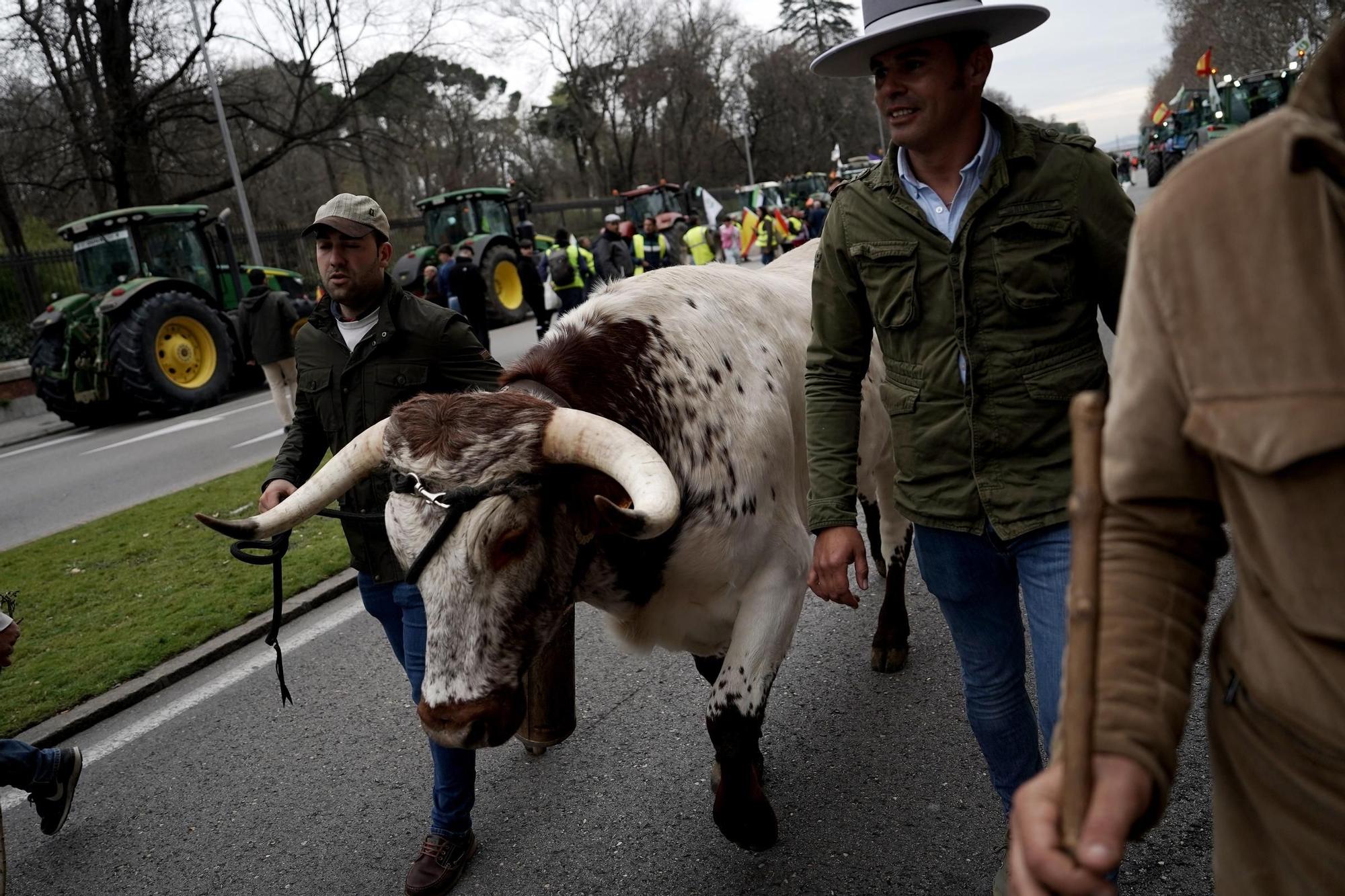 Manifestación de agricultores en Madrid, en imágenes