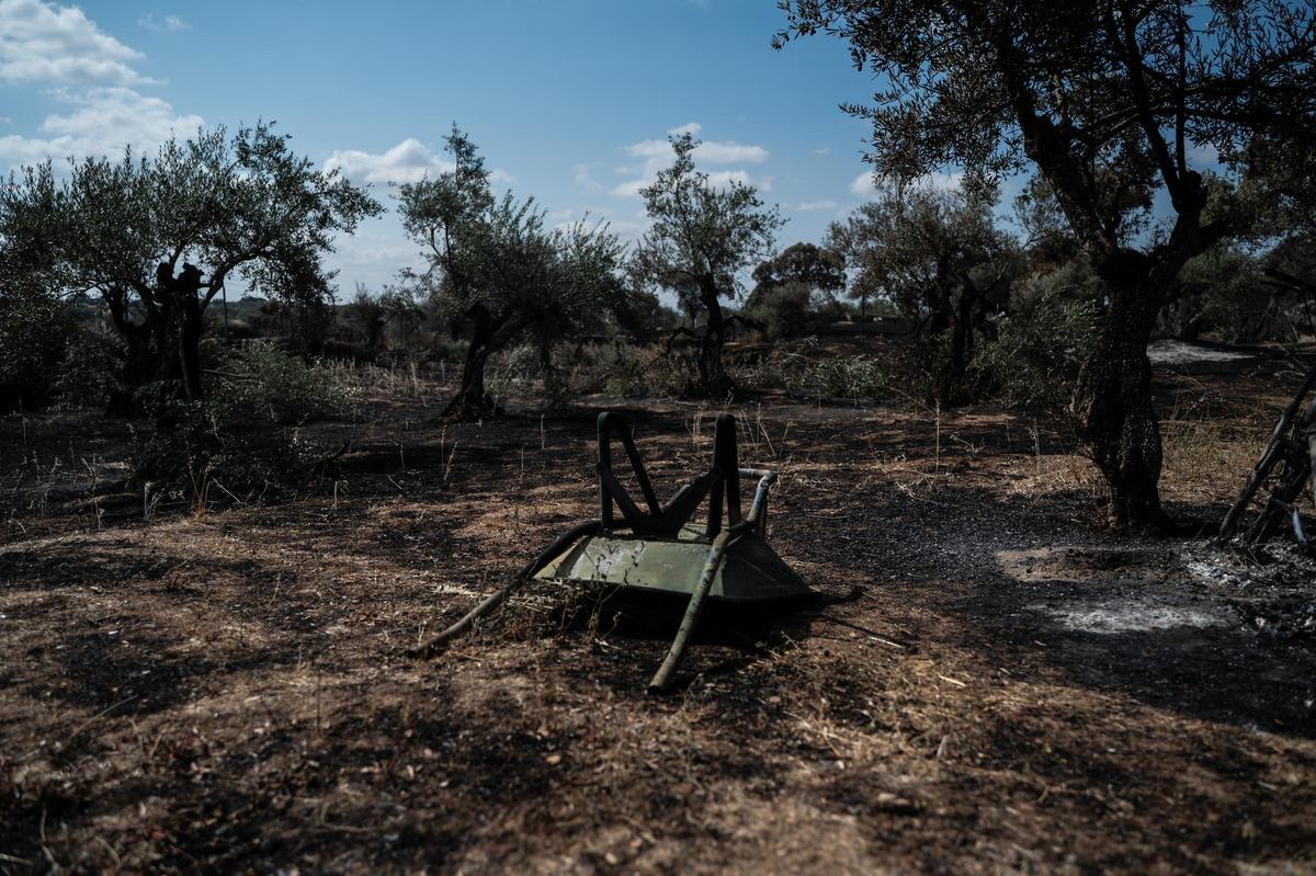 Galería | Las Viñas de Arroyo de la Luz, el día después del incendio