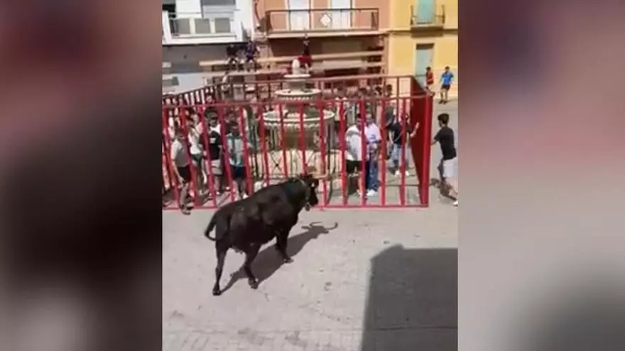 Cuatro enganchones en el primer festejo de Bous al carrer del verano en la Vall d'Albaida