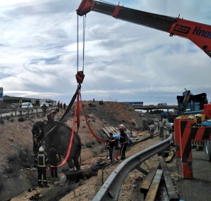 Accidente de un camión con elefantes en Albacete