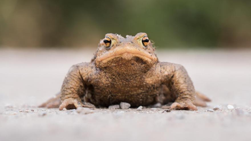 Un sapo mirando a la cámara.