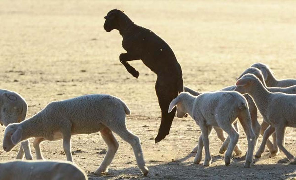 Una ovella negra salta entre les seves companyes de ramat en una granja de la localitat de Mariaposching (Alemanya), al capvespre.