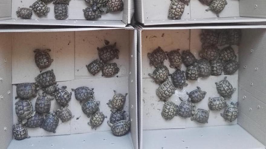 Detenido por llevar 82 tortugas de una especie protegida en el maletero