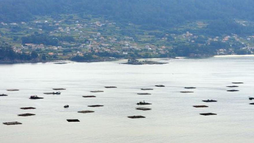 Bateas en la ría de Pontevedra.