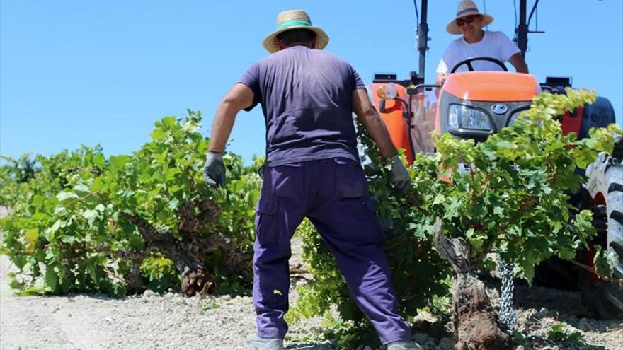 Publicada la orden de ayudas destinadas a la reconversión del viñedo en Extremadura
