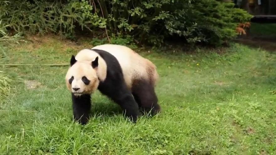 El primer oso panda nacido en Francia viaja a China