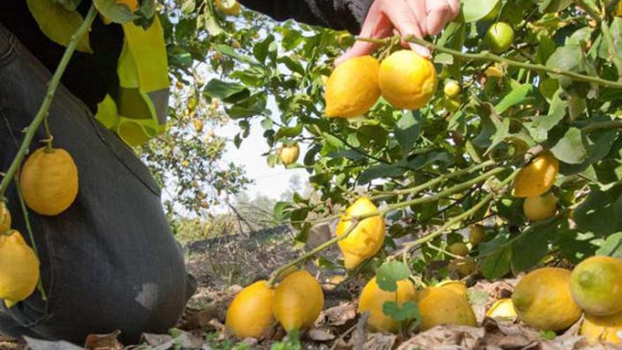 En algunos campos de la Vega Baja los limones se están regalando o se dejan perder en los árboles.