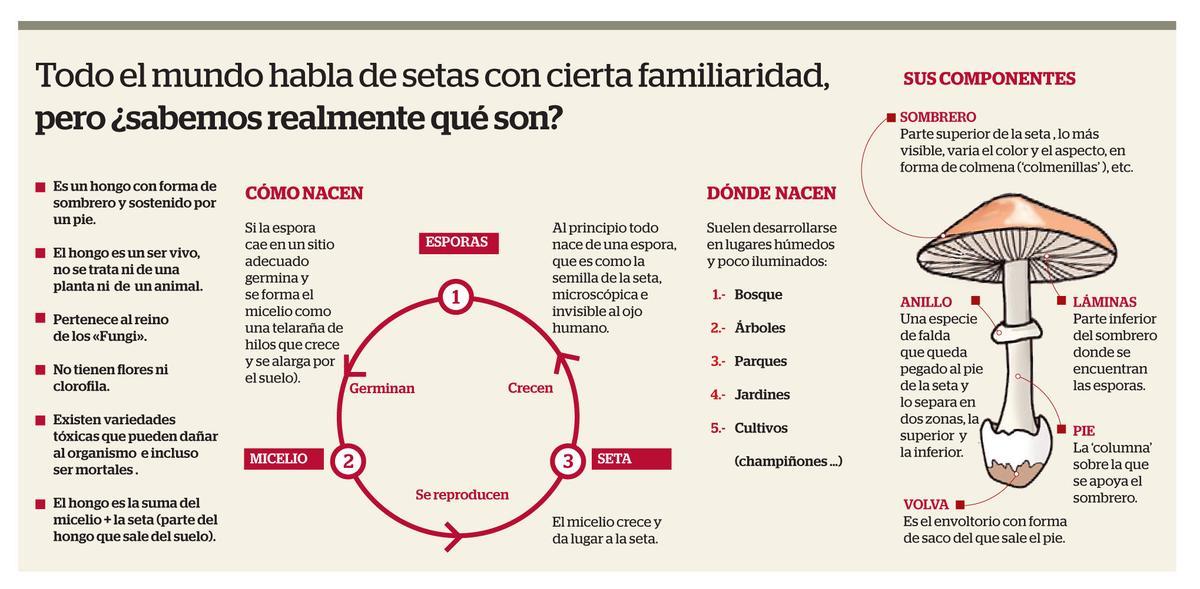 Todo el mundo habla de setas con cierta familiaridad, pero ¿sabemos realmente qué son?