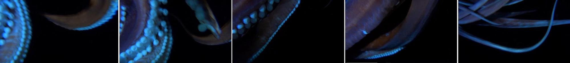 Capturas del vídeo donde se puede ver al Calamar Gigante