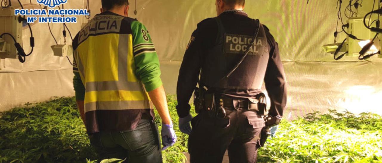 La Policía detiene en Elche a 8 personas e interviene 1.200 plantas de marihuana