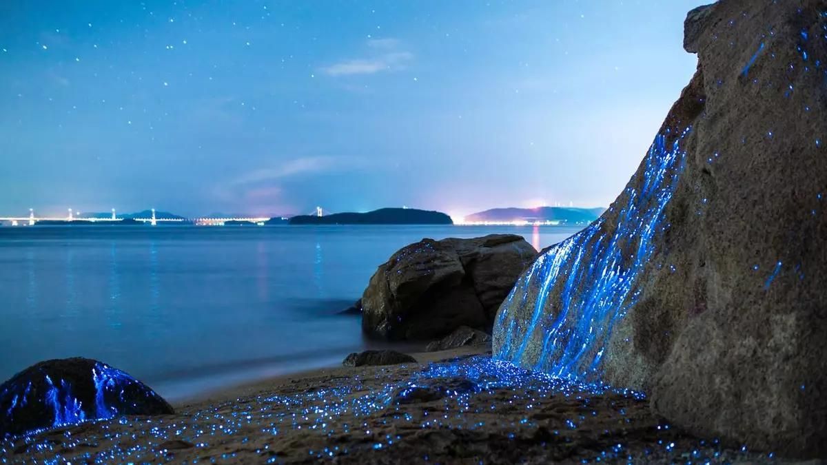 La bioluminescència és present només en algunes platges del món.