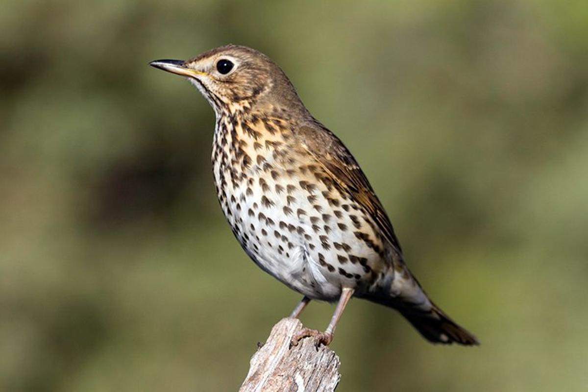 El zorzal común dispersa semillas a grandes distancias