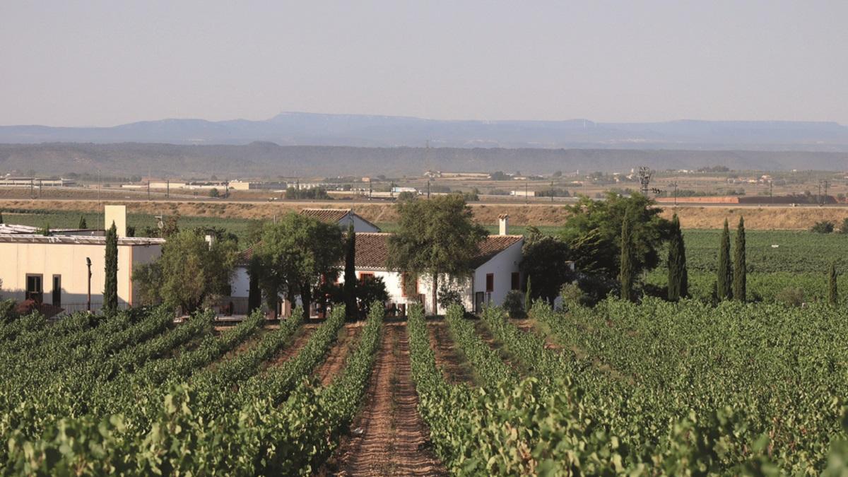 Enoturismo de altura en Requena