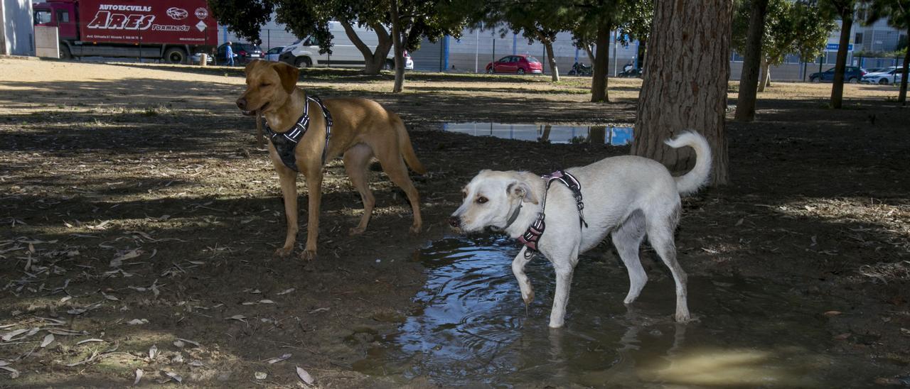 Dos perros juegan en un parque canino de Alicante en una imagen del pasado junio.