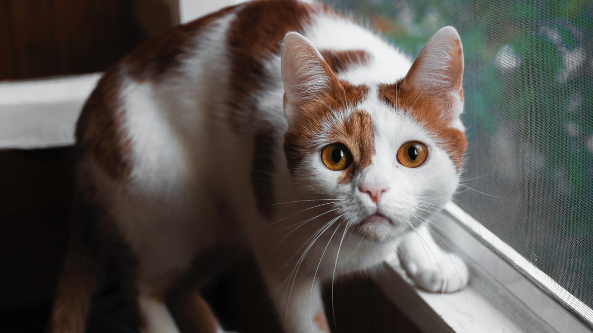 TRUCOS MASCOTAS: Esta es la palabra mágica para AHUYENTAR a los gatos