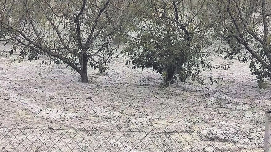 Los productores de frutales reciben 29 millones en ayudas por los siniestros