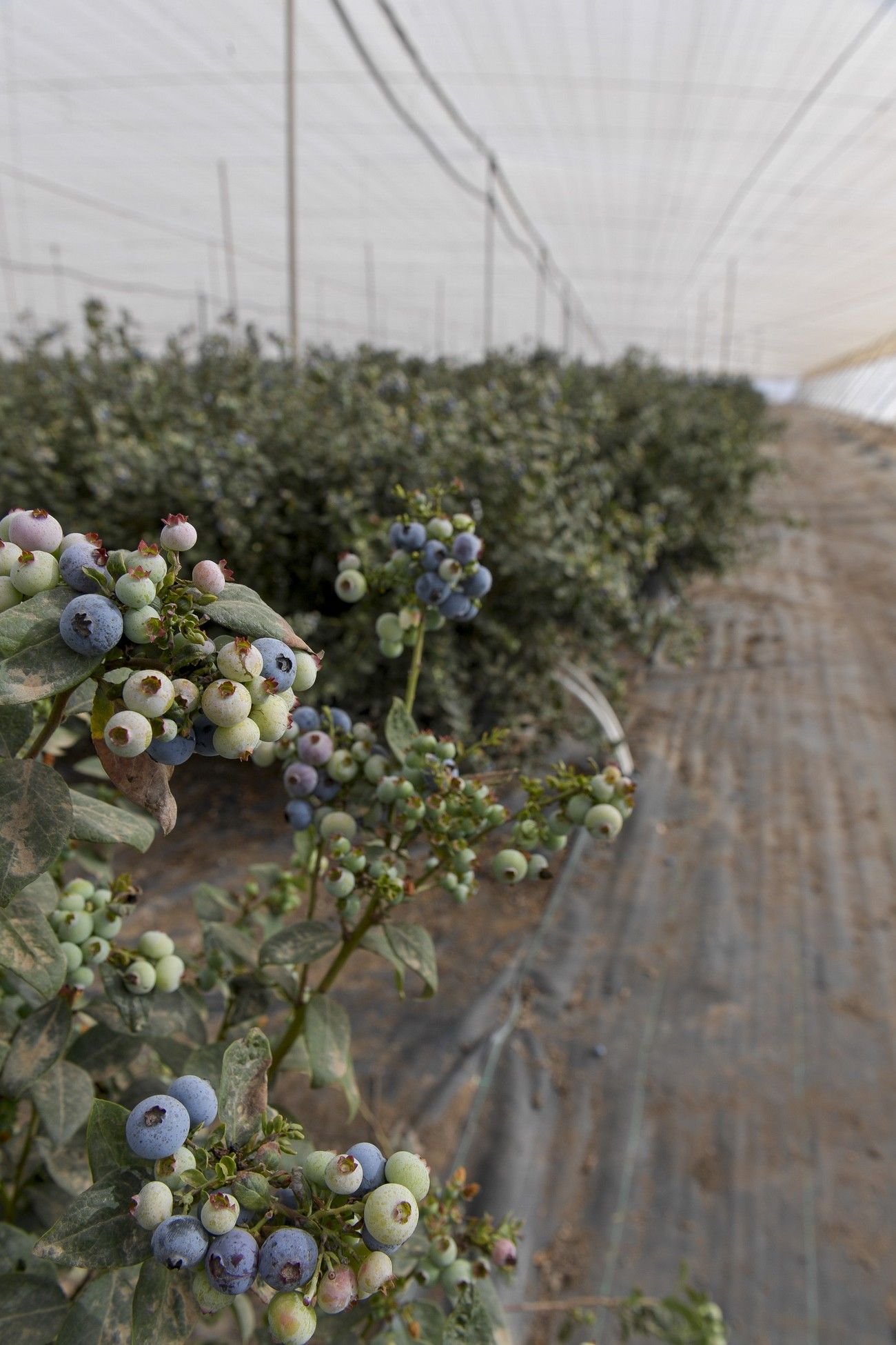 Cultivo de arándanos en Juan Grande