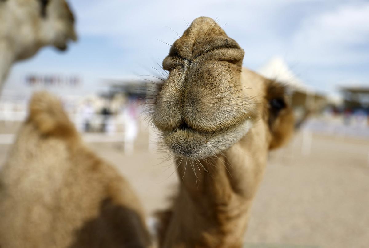 Concurso de belleza de camellos en Qatar