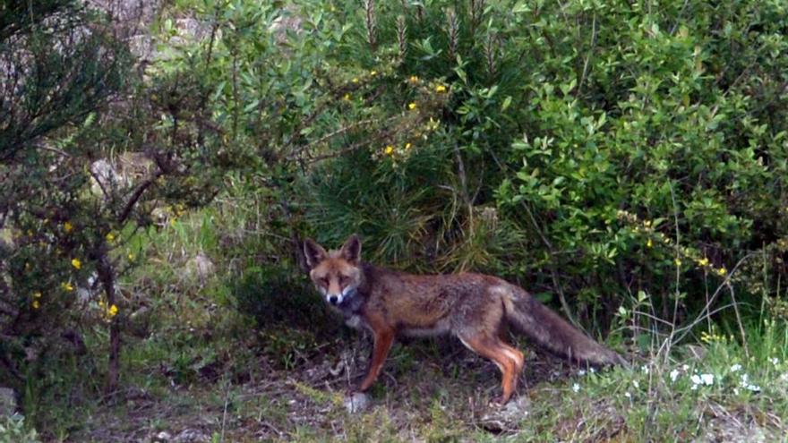 Zorro en la zona de la vía del tren de Catoira. // Noe Parga