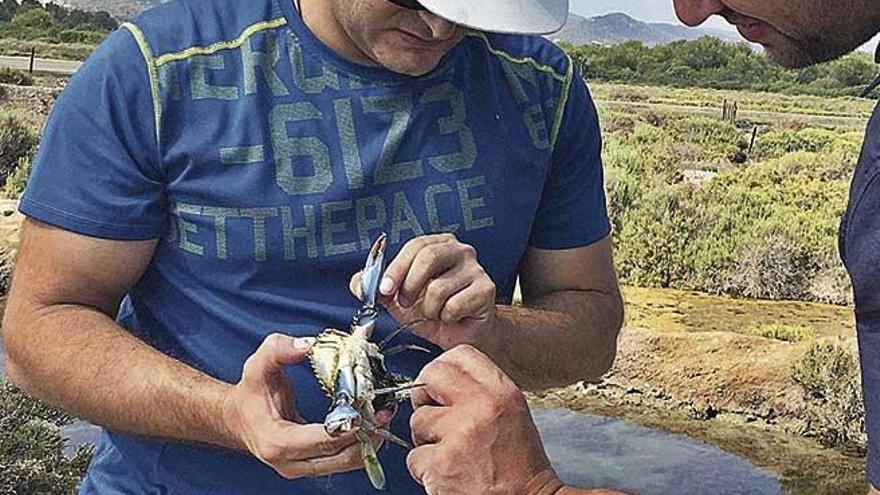 Dos cientÃ­ficos de la UIB observan un ejemplar de cangrejo azul capturado para su estudio.