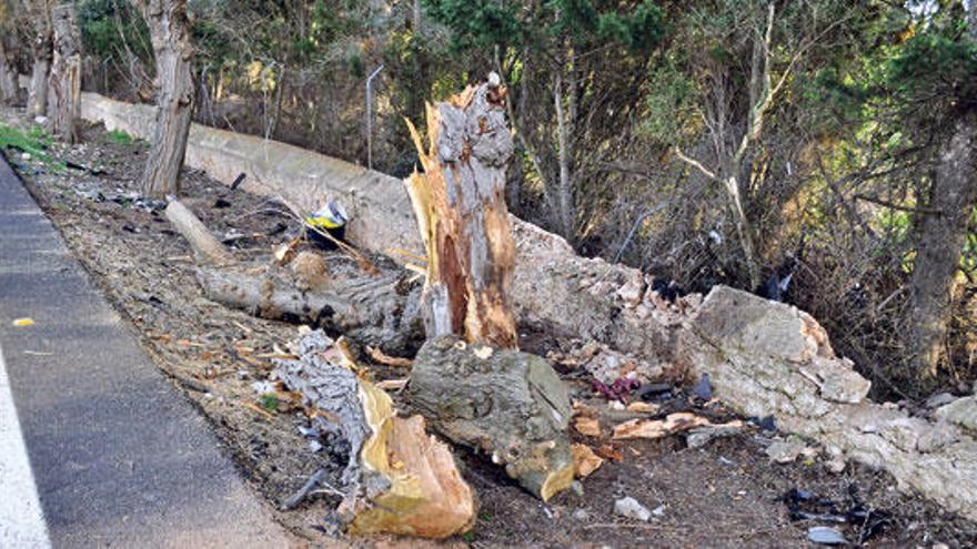 El árbol contra el que se estrelló el vehículo de la víctima, ayer entre Sant Llorenç y Son Servera.