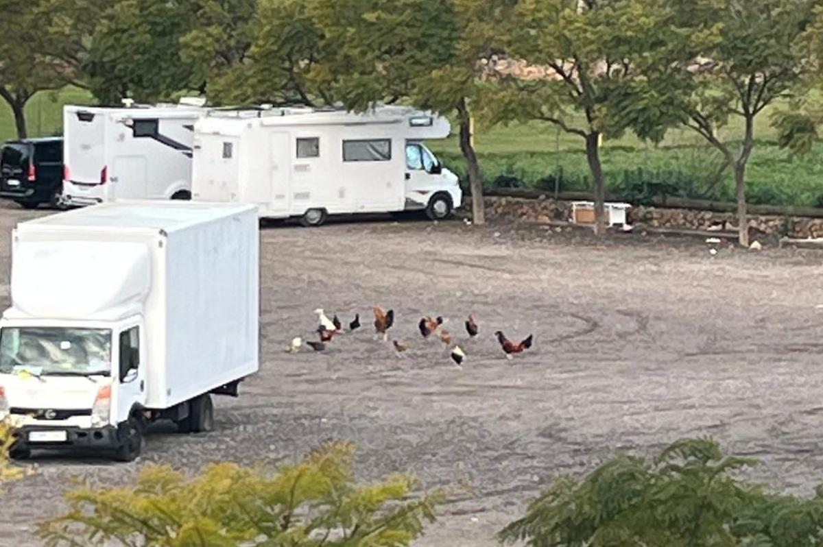 Varias gallinas en un aparcamiento en el Secar de la Real.