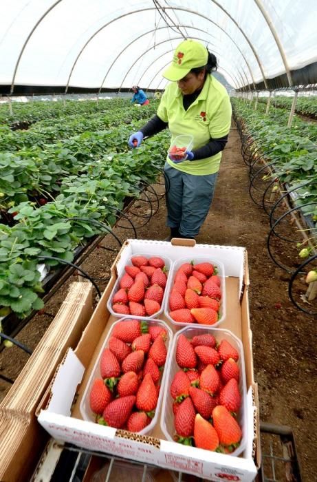 FRESAS VALSEQUILLO