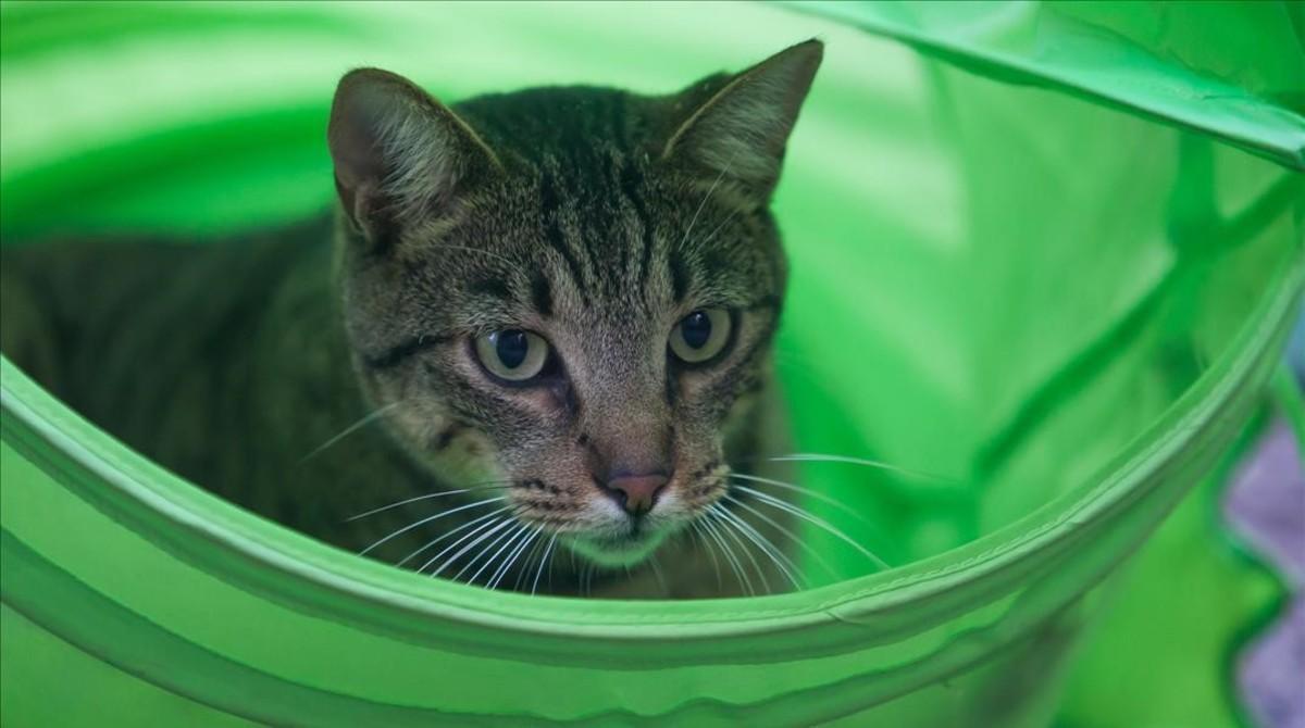 Uno de los gatos que vive en el Jardinet dels Gats, en el Raval.