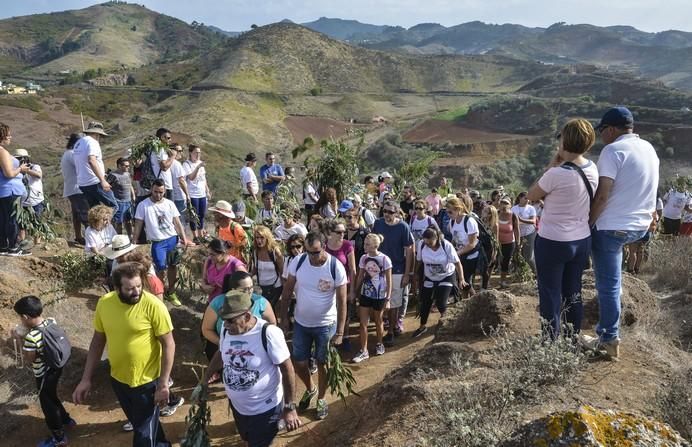 16/09/2017 STA. MARÍA DE GUÍA .Bajada 2017 de La Rama de Las Marías , desde Montaña Alta. FOTO: J.PÉREZ CURBELO