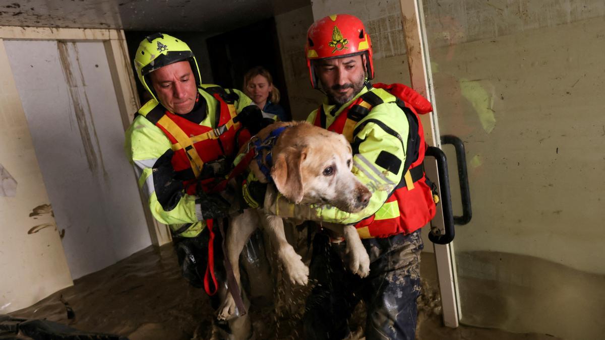 Un perro es asistido por el personal de emergencias en la localidad de Faenza, anegada por las lluvias, en Italia.