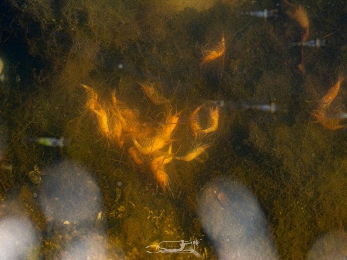 FOTOS | La mortandad de peces y fauna en el Riuet de s'Illot, en imágenes FOTOS | La mortandad de peces y fauna en el Riuet de s'Illot, en imágenes