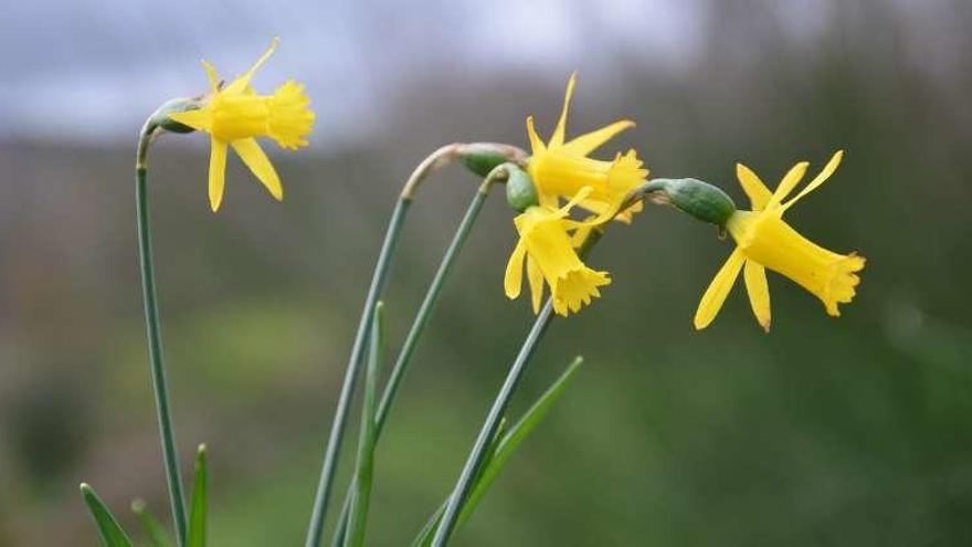 Ejemplar del Narcissus x dezanus durante la estación primaveral.