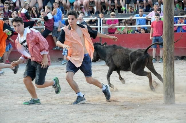 Les vaquetes de la festa major de Santpedor