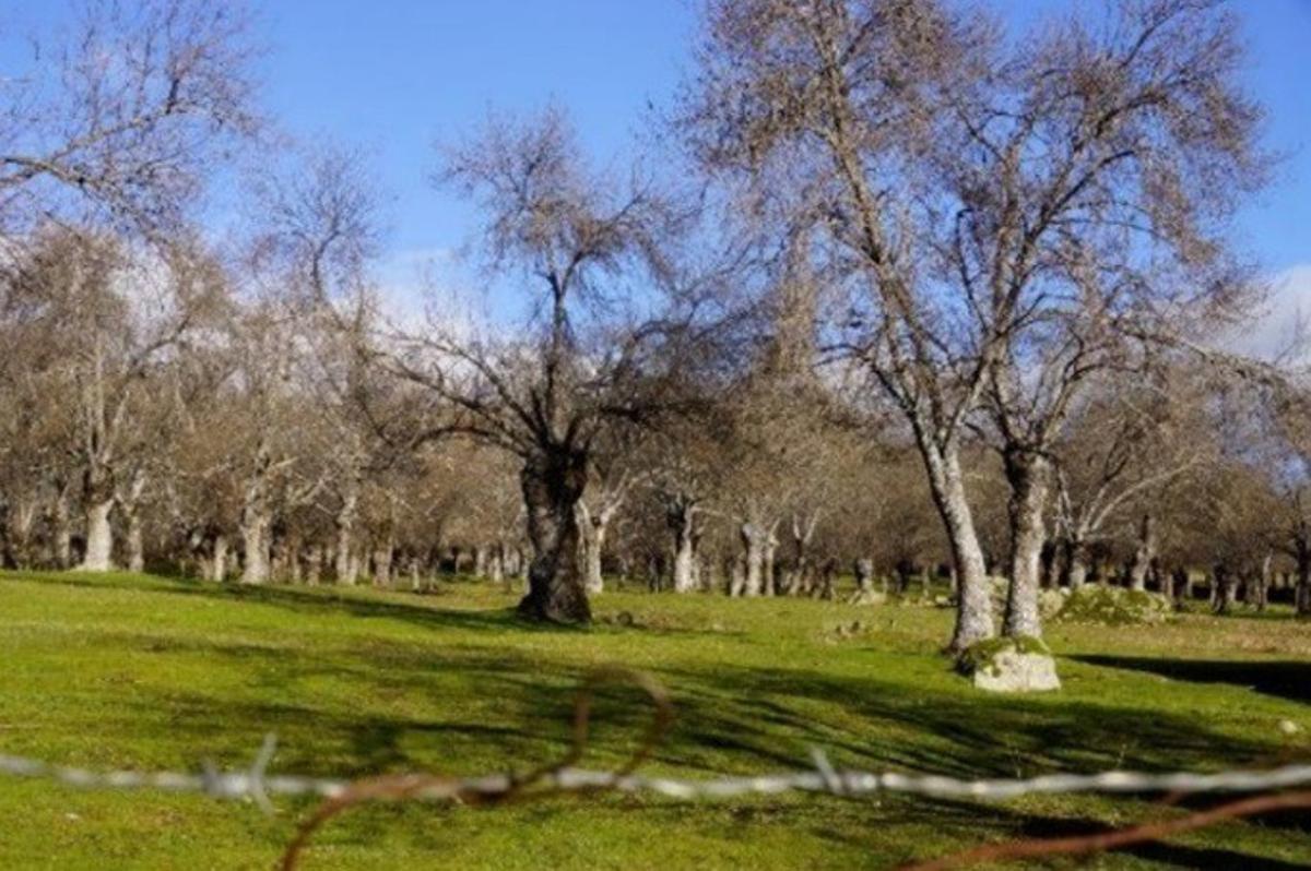 Paisaje natural en los alrededores de Cercedilla.
