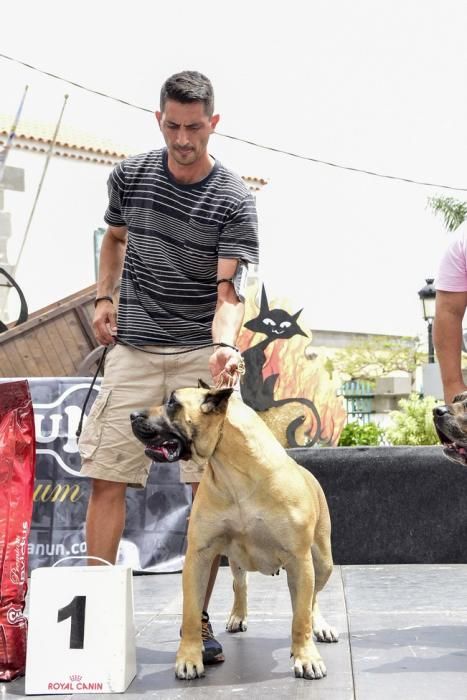 Celebración del I Certamen Nacional de perro ...