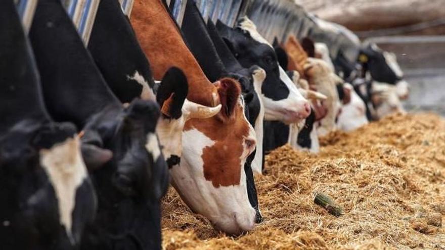 Un grupo de vacas se alimenta en una granja de Tenerife.