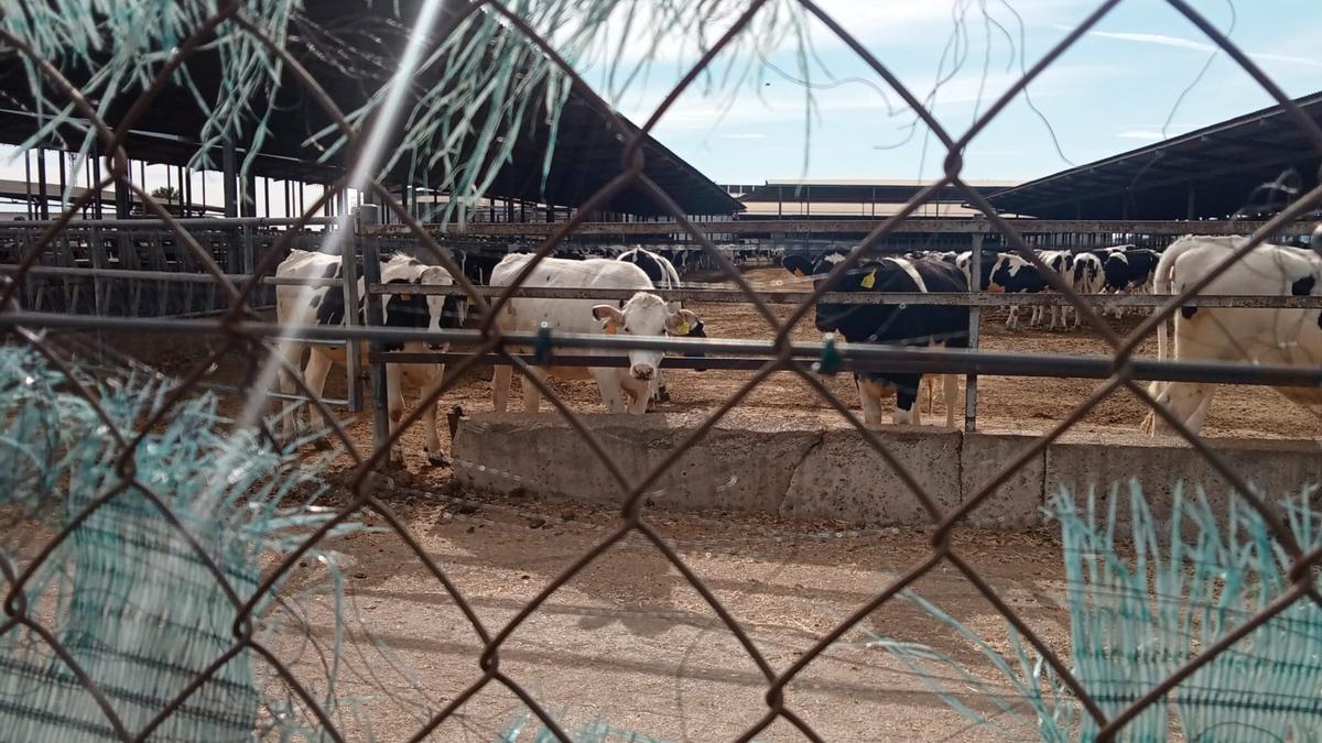 Vacas de una granja de Bétera que molesta a los residentes de la Pobla de Vallbona