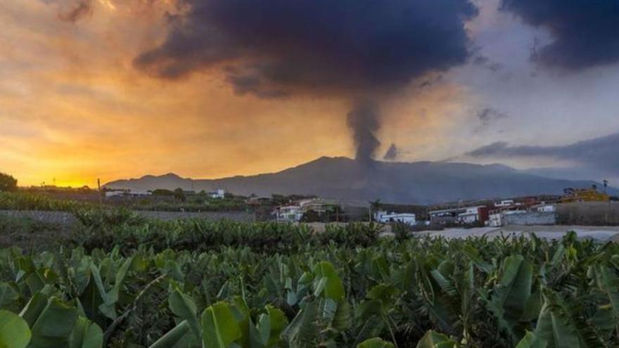 Finca de plataneras y al fondo, el volcán. |