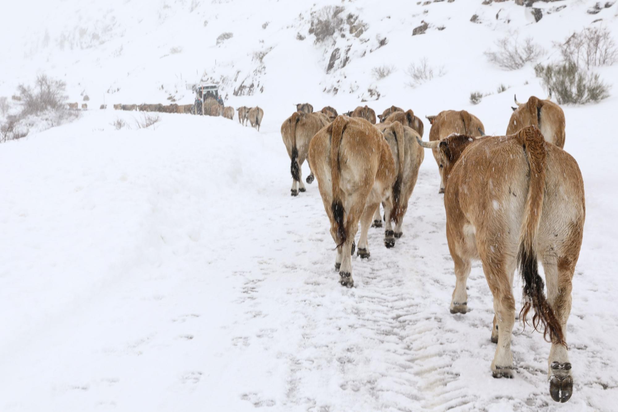 El Puerto de Somiedo, bajo la nevadona “de noviembre a marzo”