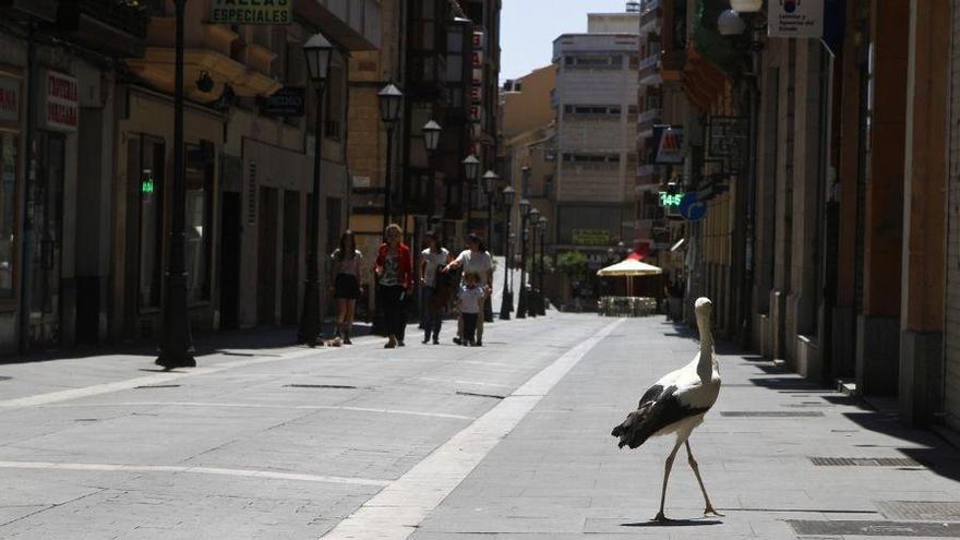 La cigüeña, en la calle San Torcuato observada por varios viandantes