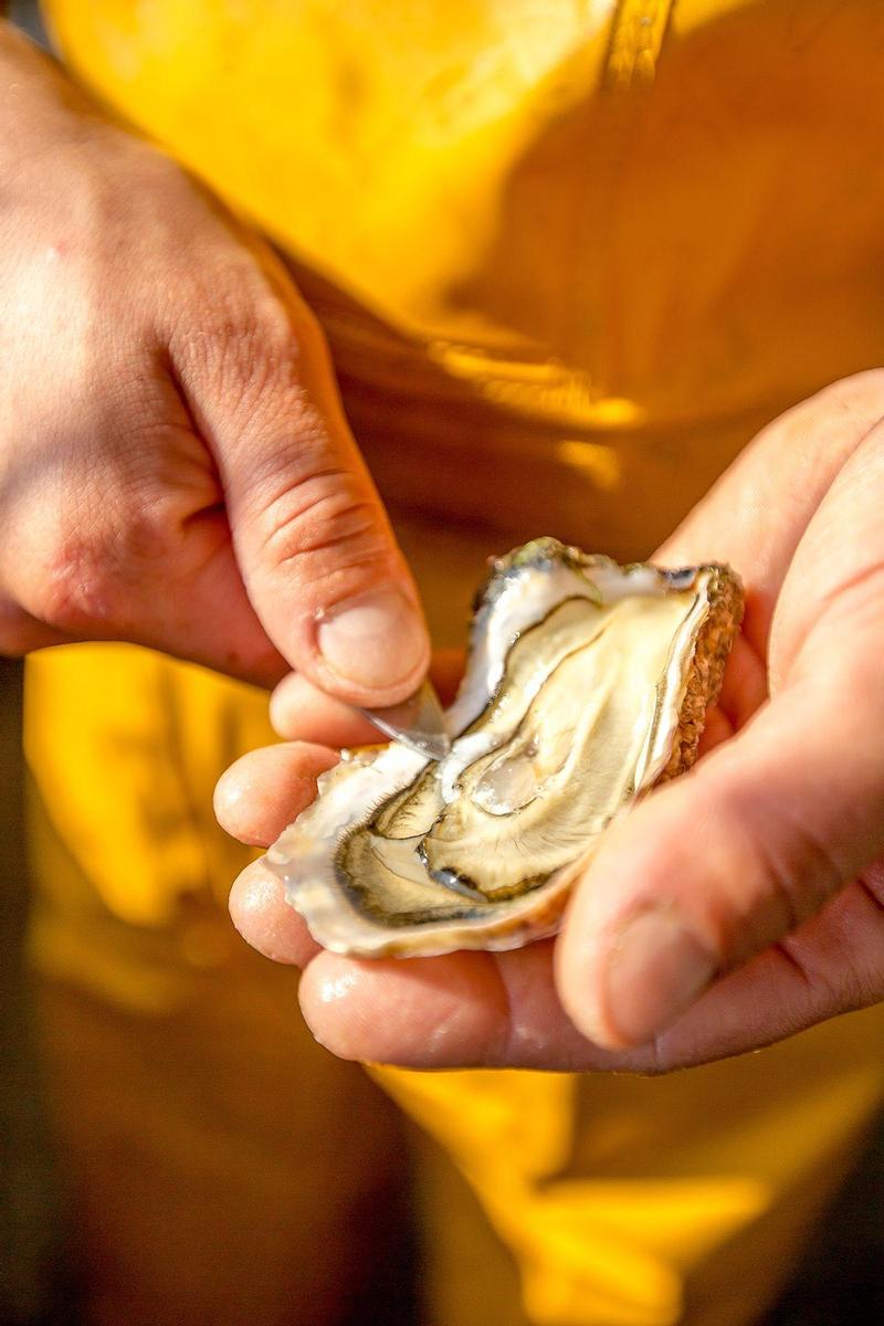 Ostras Ostréiculture Gaudin L'Aiguillon sur Mer