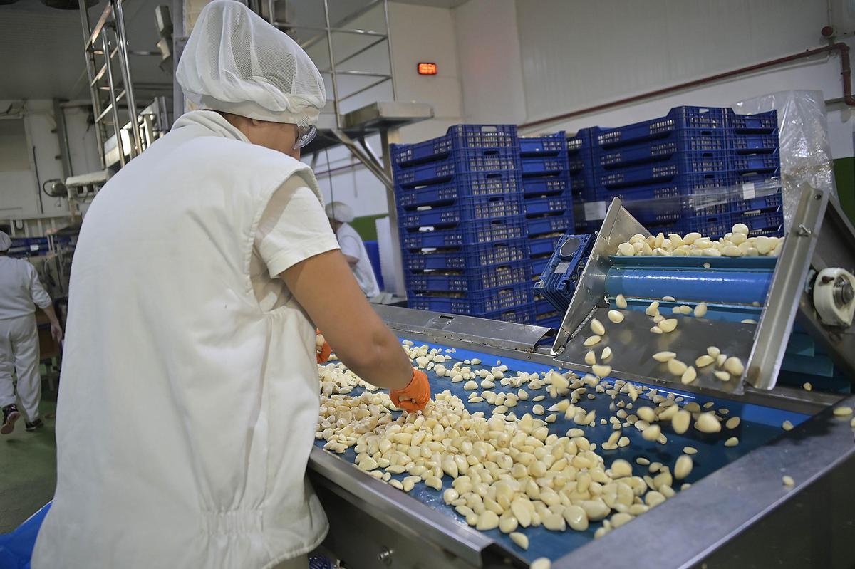 Pelado de ajos para producto de cuarta gama.