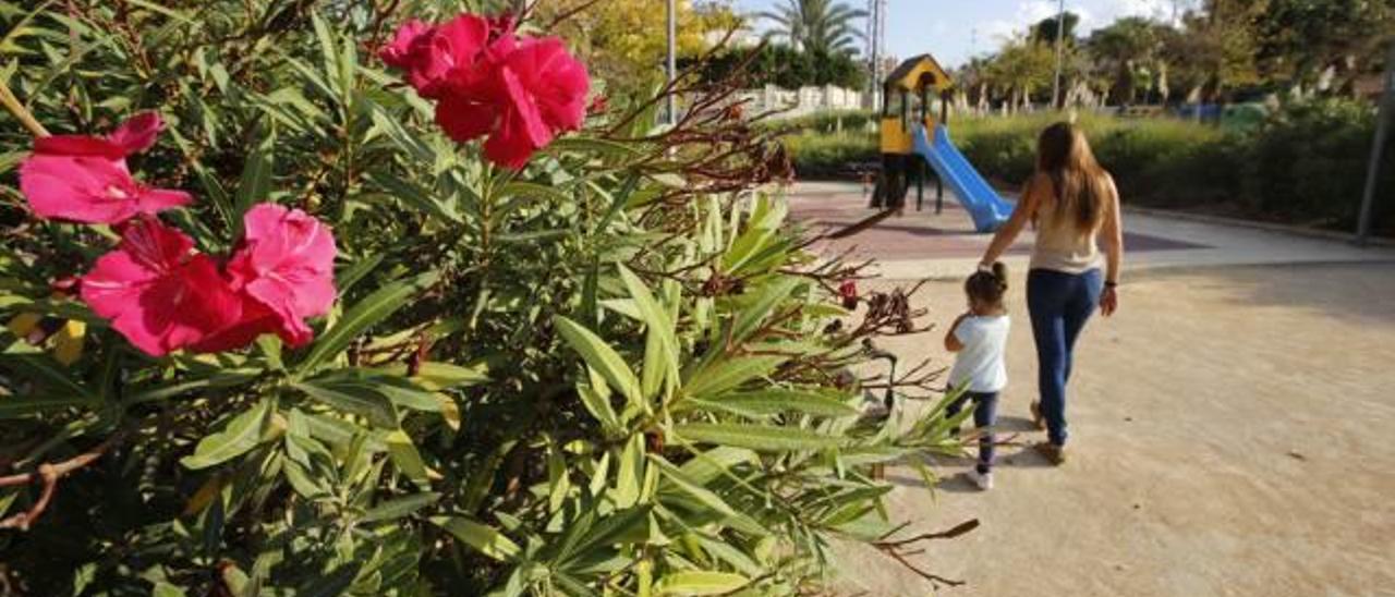 Expertos alertan de la presencia de una planta venenosa junto a colegios