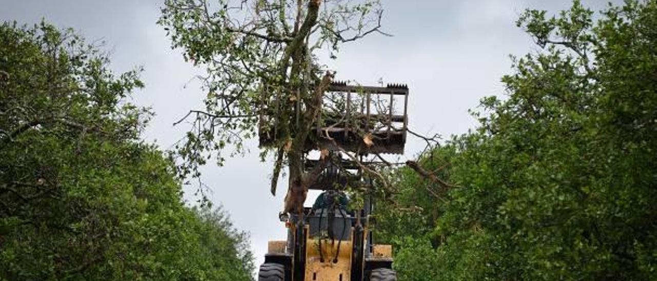 El «dragón amarillo» moviliza al sector citrícola valenciano