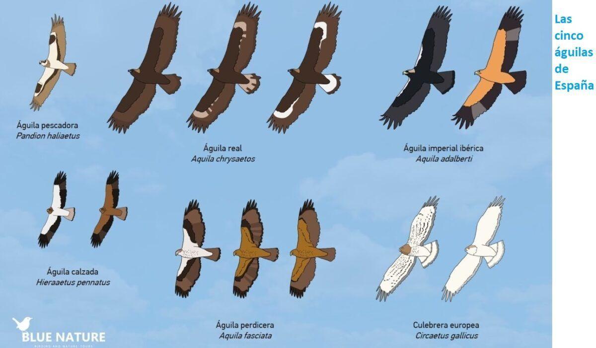 Las cinco especies de águila de España.
