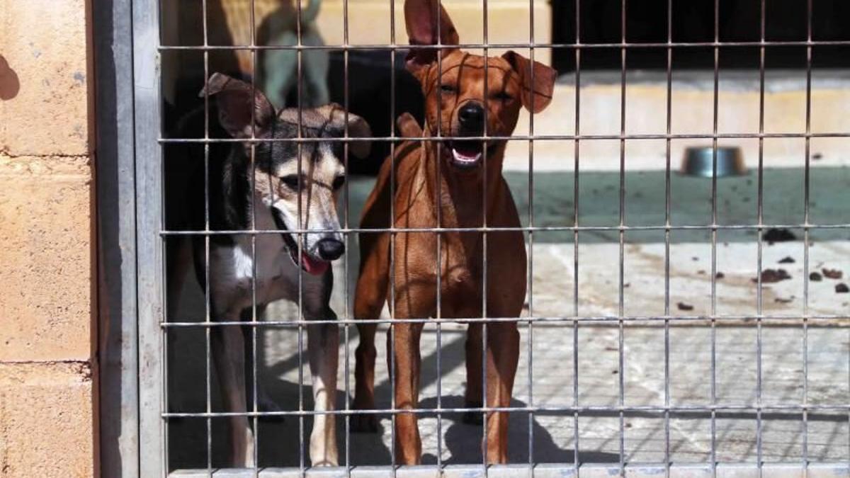 Perros en una protectora.